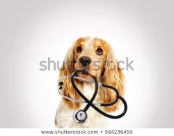 Clinique vétérinaire des Tilleuls  Montélimar 26200 pour le bien-être de vos animaux